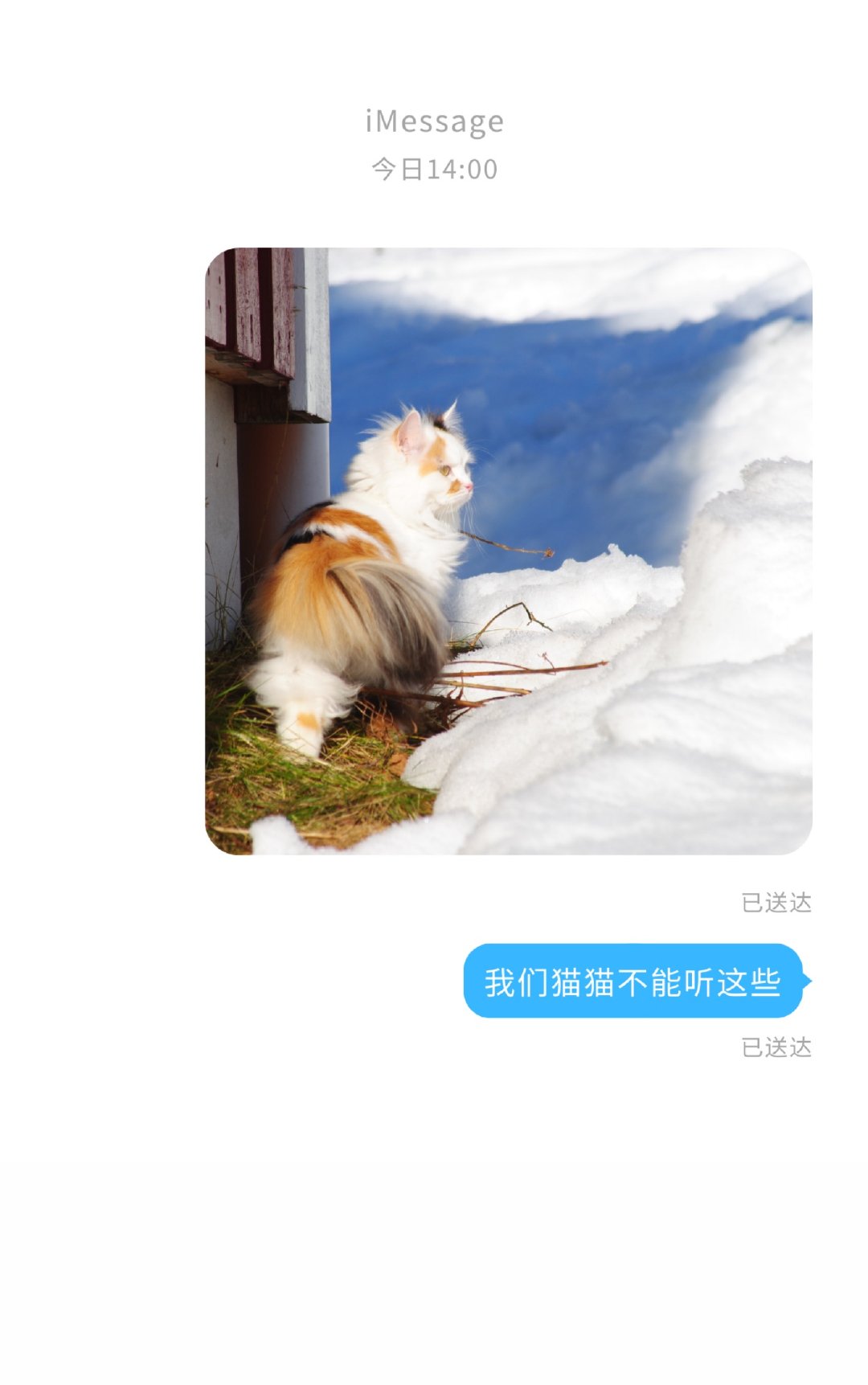 猫猫听不懂